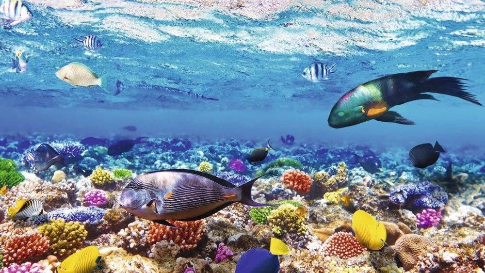 Корали и тропически риби в подводния свят на Червено море край Шарм ел Шейх
